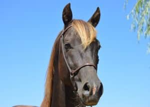 Silver Dapple Foals 1 DSC 0136 scaled e1607853852587 300x213 1