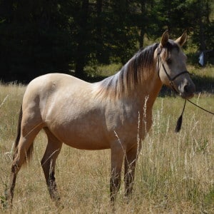 Coulee Bend Tres Bien