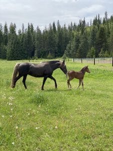 Silver Dapple Foals 3 E6vvX1cAQw6HwpIngFzSw 225x300 1
