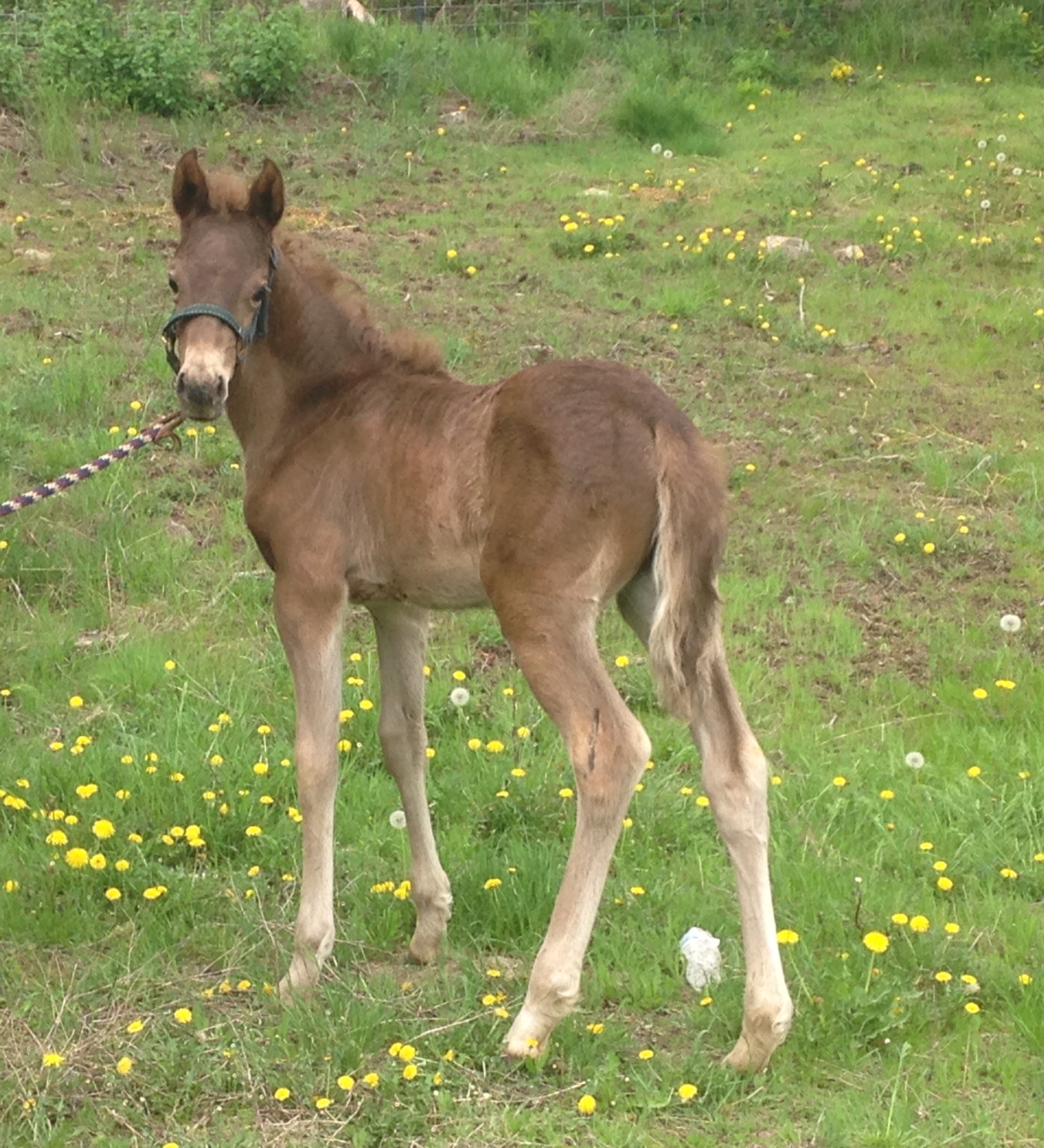 2016 Black Silver Dapple filly ** KDA Lyrical (raf) “Lyric”
