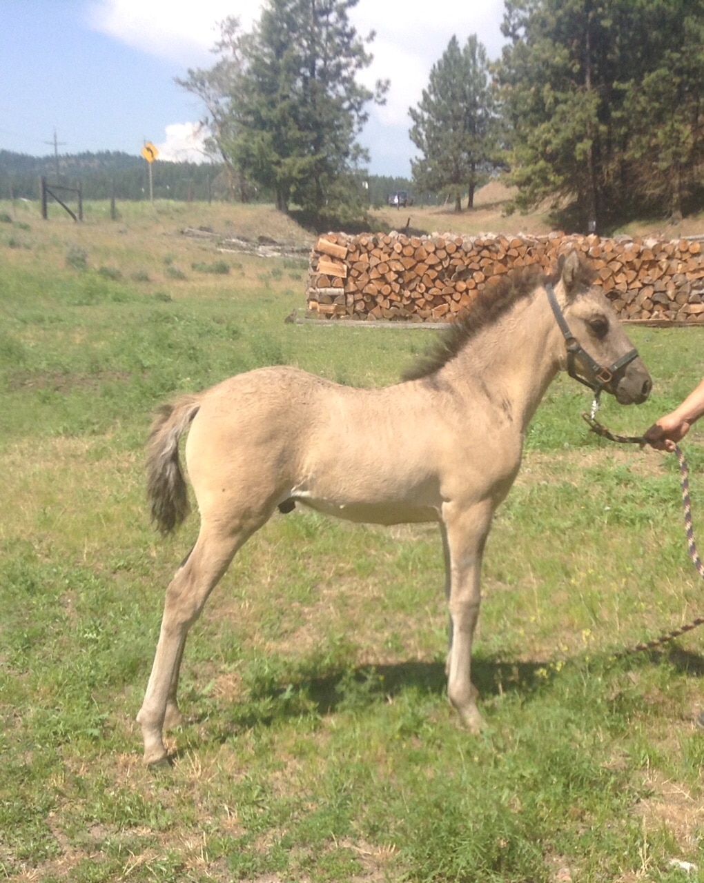 2015 Grullo Colt—KDA Blue Zircon