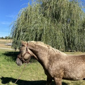 Silver Dapple Foals 6 IMG 1314 2 297x300 1