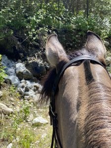 Silver Dapple Foals 10 IMG 7714 225x300 1