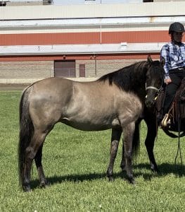 Silver Dapple Foals 14 OxhNl1bTJ6Me6jDqDdXcg scaled e1607635852135 263x300 1