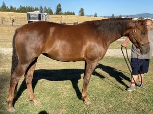 Silver Dapple Foals 15 PlUbkedR7WnaKgDxZMuQQ 300x225 1
