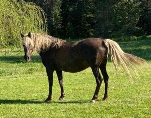Silver Dapple Foals 16 Silver Dapple Morgan Mare 3 300x236 2