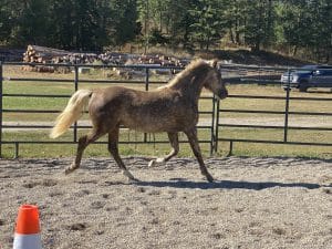 Silver Dapple Foals 17 T3KgioH3RTqW92TANoHKw 300x225 1