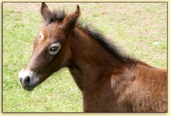 Our Past Foals