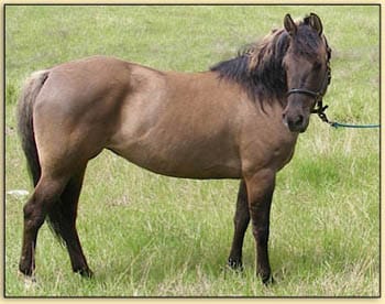 Lady Dun D Duchess–grullo Morgan mare