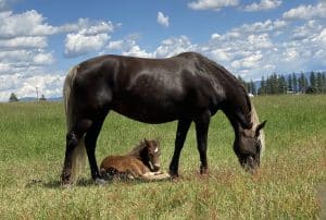 Silver Dapple Foals 2 e0WSCPSRm6wn8GAZOg scaled e1607853483895 300x202 1