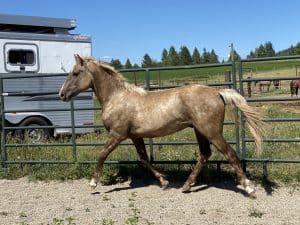 Silver Dapple Foals 5 hPTUW7lUSLyS75J7ICVxcw 300x225 1