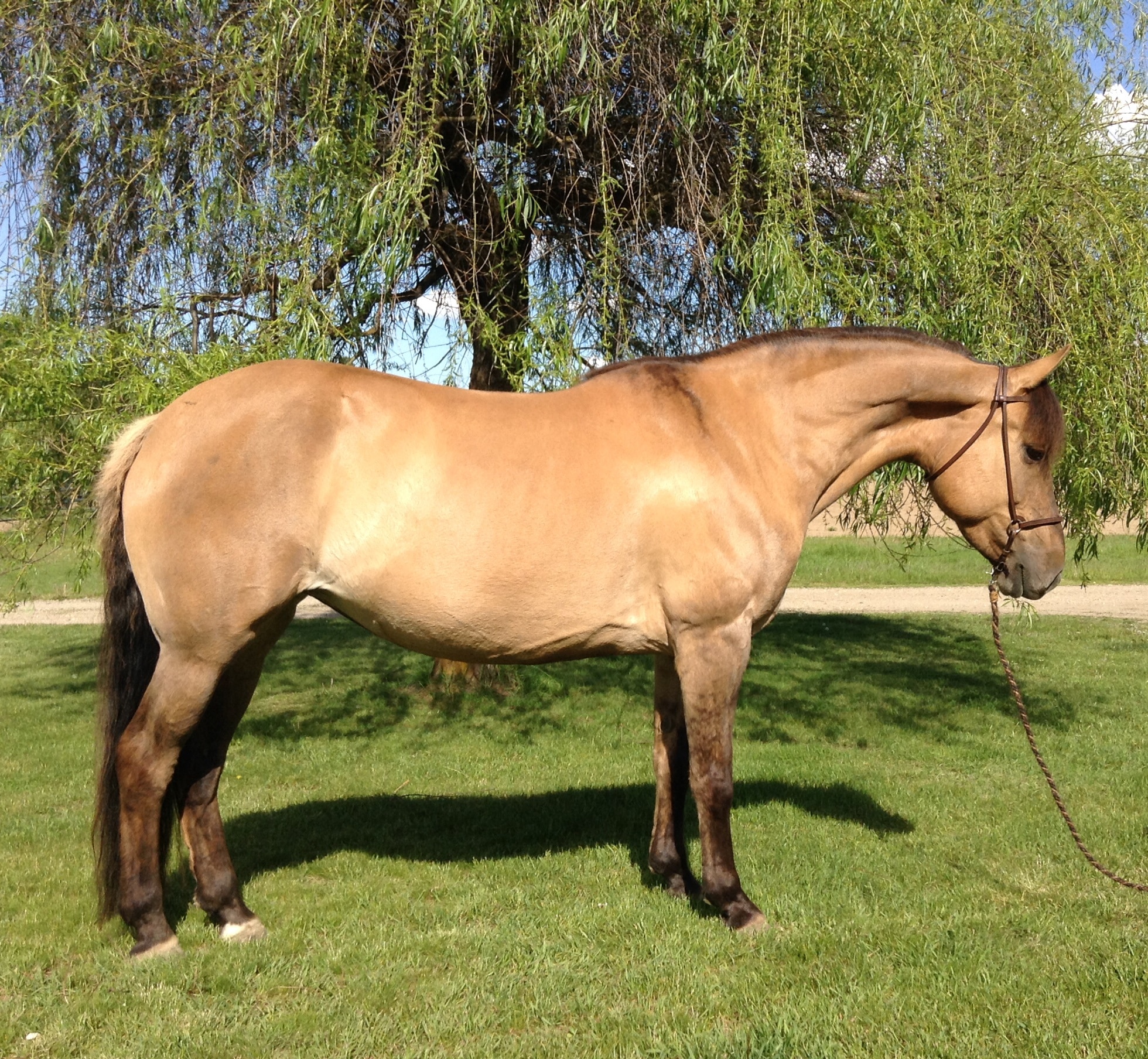 Alpinemist Desert Rose–red dun Morgan mare