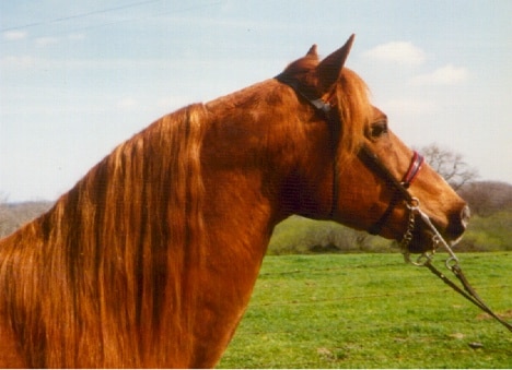 Windswept Richard