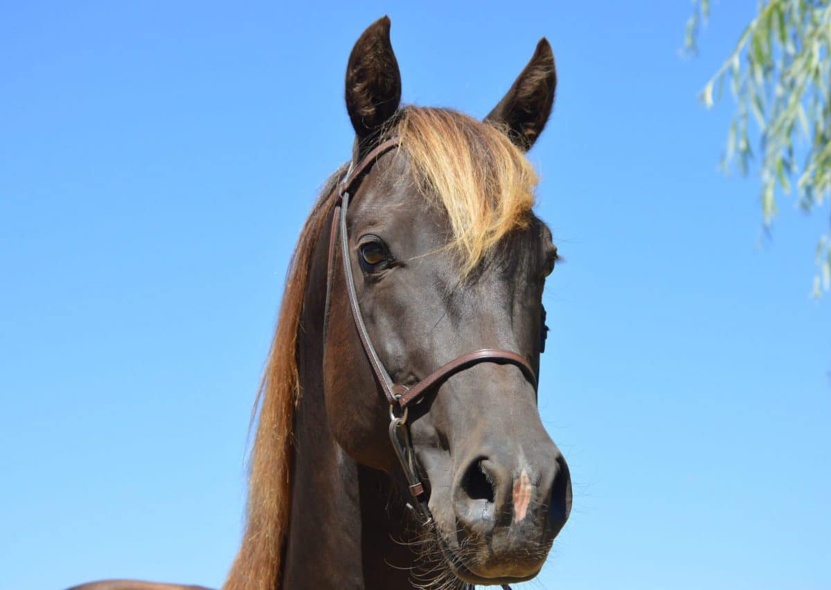 LMSterling Shining Knight -“Rufus”