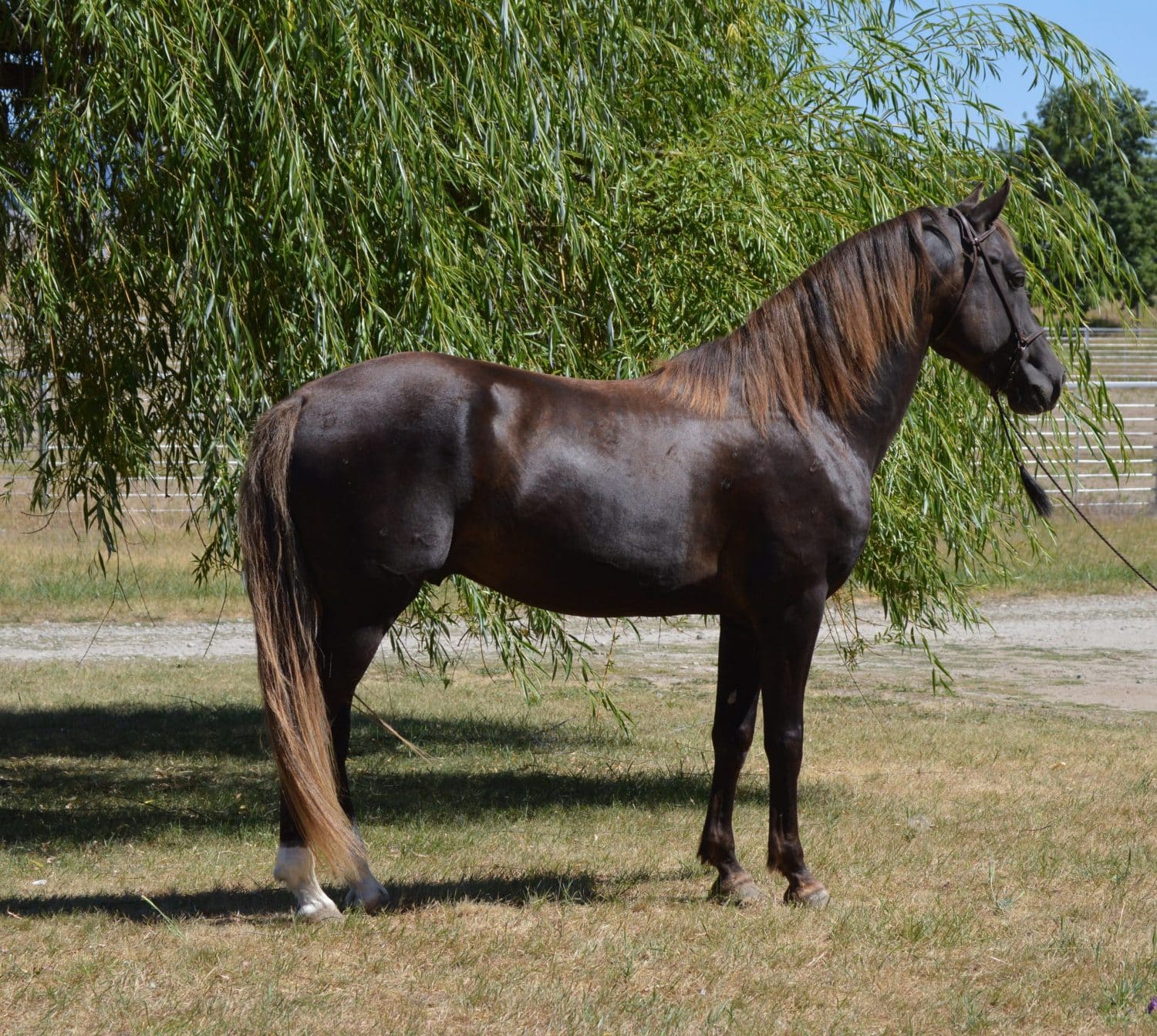Silver Dapple Stallions