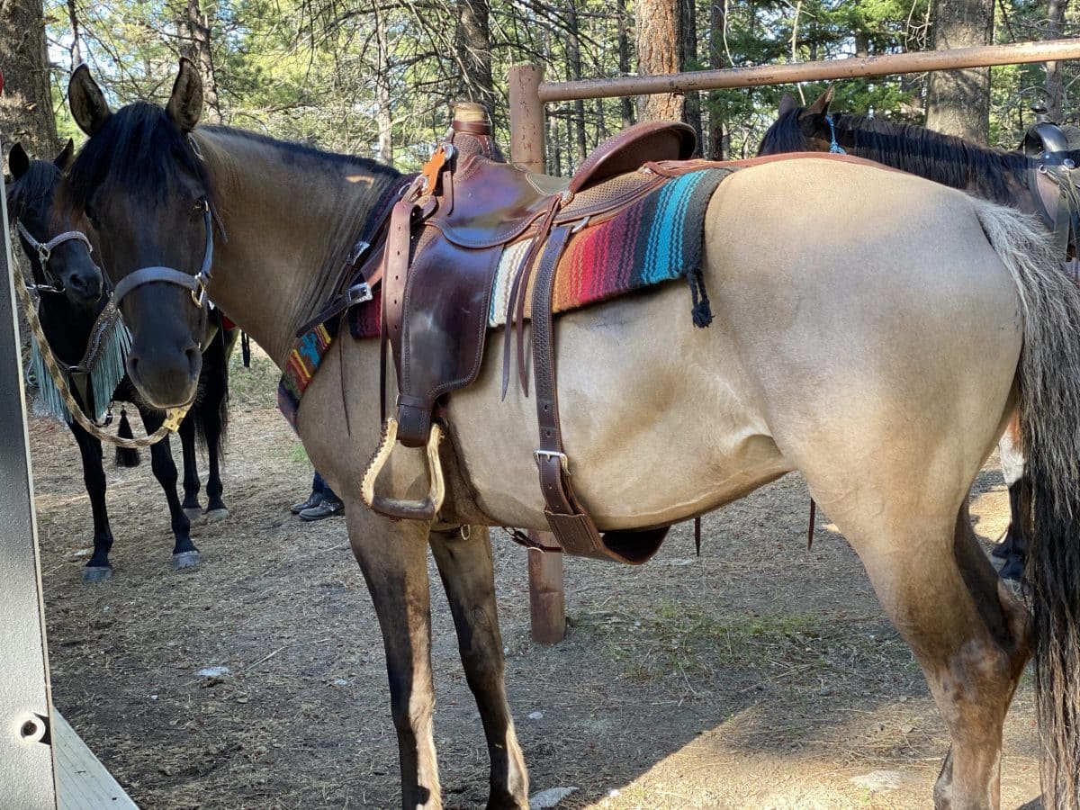Grullo Silver Dapple Registered Morgan Foals
