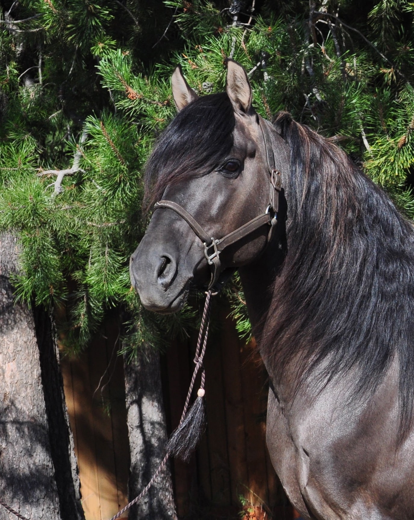 Ragtime Dun D–grullo Morgan stallion